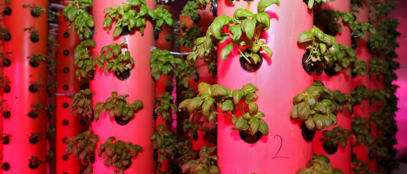 Aeroponics Farming.
