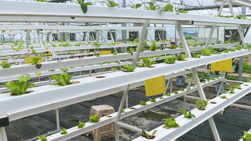 Aeroponics Farming.