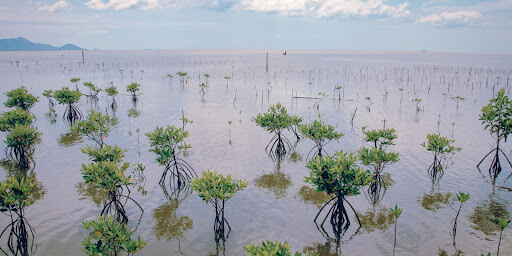 Water Management Software in Agritech.
